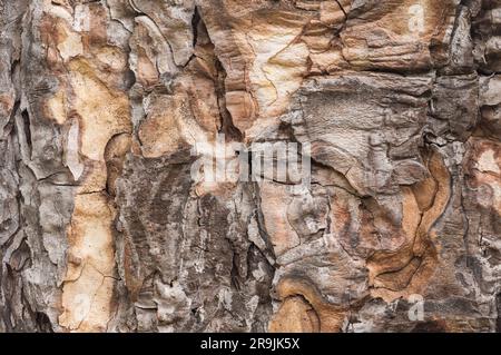 Textures dans l'écorce abîmée d'un pin de Crimée connu sous le nom de puits Pinus nigra v. pallisiana Banque D'Images