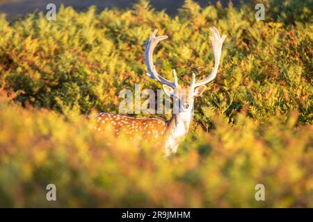Cette photo montre un grand cerf dans les dunes des pays-Bas. Le cerf se tient entre les buissons. Banque D'Images