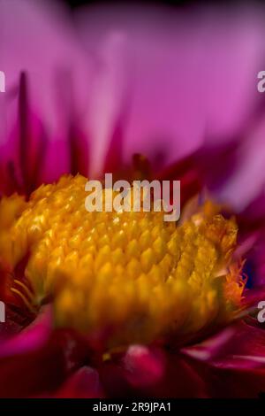 Gros plan de la pâquerette rouge hybride (Tanacetum coccineum) entièrement fleuri au printemps Banque D'Images