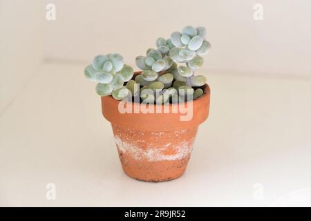 Trois plantes d'intérieur succulentes dans un pot en terre cuite, isolées sur un fond blanc. Orientation paysage. Banque D'Images