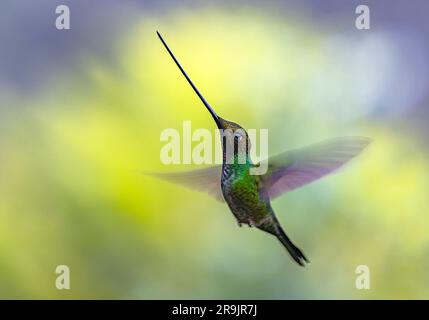 Un colibri à bec d'épée (Ensifera ensifera) planant dans l'air. Colombie, Amérique du Sud. Banque D'Images