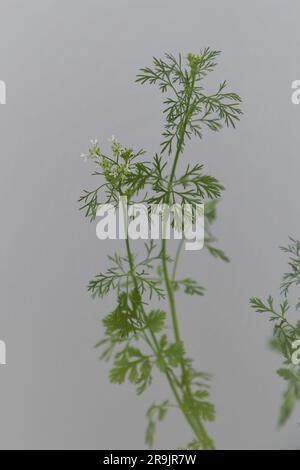 Gros plan de fleurs de coriandre (Coriandrum sativum) cultivées à l'intérieur. Herbe isolée sur un fond gris. Espace négatif pour le texte, en portrait. Banque D'Images