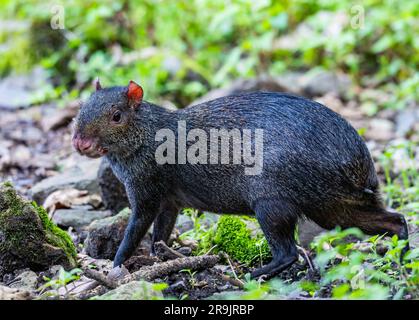 Un agouti noir (Dasyprotta fuliginosa) qui se trouve sur le fond de la forêt. Colombie, Amérique du Sud. Banque D'Images