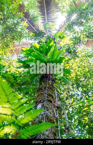 Photo verticale regardant le ciel d'un palmier dans une forêt primaire dense dans la jungle de la forêt amazonienne équatorienne, Equateur, Amérique du Sud. Banque D'Images