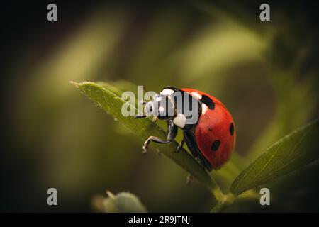 Un foyer sélectif un coccinelle à sept points sur une feuille verte Banque D'Images