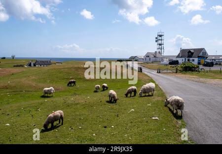 Moutons et agneaux pâturant sur le bord de la route, Scarinish, île de Tiree, Écosse. Banque D'Images