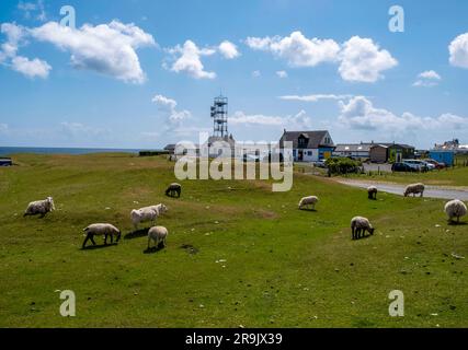 Moutons et agneaux pâturant sur le bord de la route, Scarinish, île de Tiree, Écosse. Banque D'Images