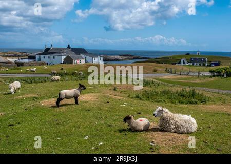 Moutons et agneaux pâturant sur le bord de la route, Scarinish, île de Tiree, Écosse. Banque D'Images