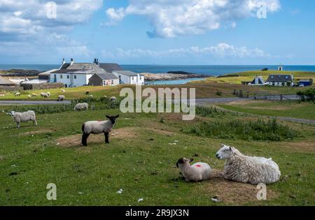 Moutons et agneaux pâturant sur le bord de la route, Scarinish, île de Tiree, Écosse. Banque D'Images