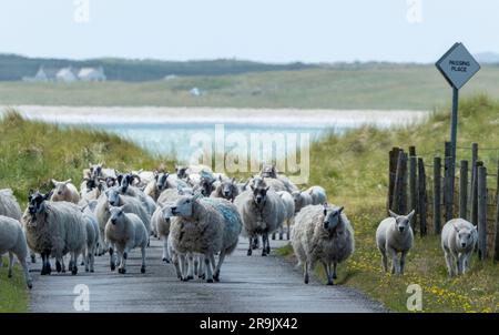 Moutons et agneaux sur la route, baie de Gott, île de Tiree, Écosse Banque D'Images