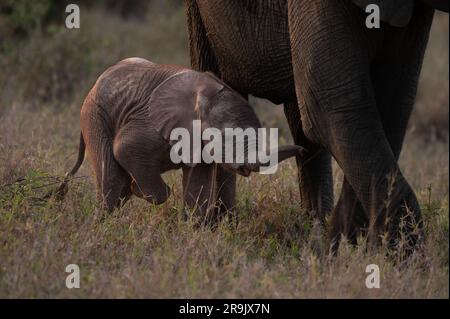 Un bébé éléphant, Loxodonta africana, marchant à côté de ses jambes de mères. Banque D'Images