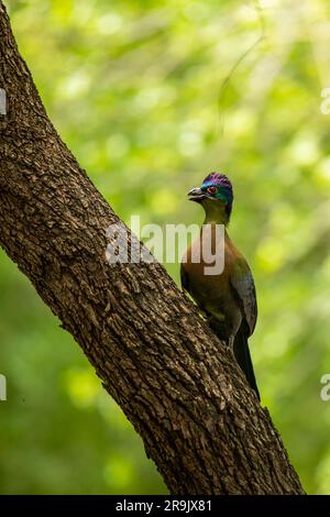 Un Turaco à crête pourpre, Gallirex porphyreolophus, sur une branche. Banque D'Images