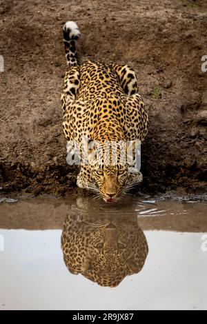 Un léopard, Panthera pardus, buvant d'un barrage, réflexion dans l'eau. Banque D'Images