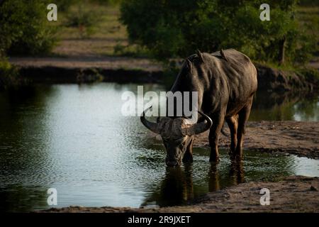 Un buffle, Syncerus caffer, se dresse dans un barrage et boit de l'eau. Banque D'Images