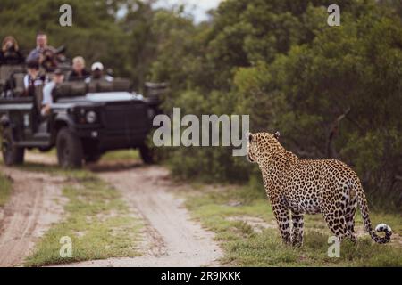 Un léopard mâle, Panthera pardus, debout devant un véhicule de safari. Banque D'Images