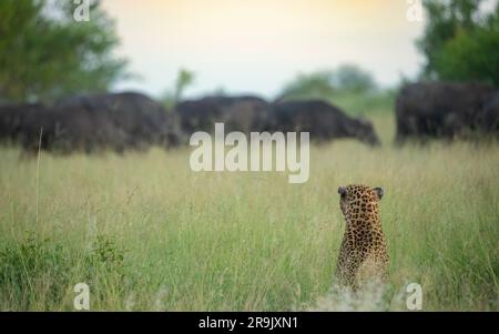 Un léopard mâle, Panthera pardus, qui traque un troupeau de buffles, Syncerus caffer, en herbe longue. Banque D'Images