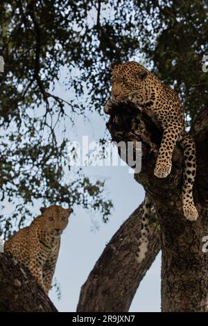 Un léopard femelle et mâle, Panthera pardus, ensemble dans un arbre Marula, Sclerocarya birrea. Banque D'Images