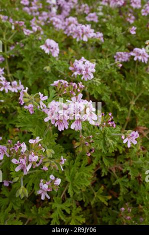 Pélargonium graveolens fleurs violettes Banque D'Images