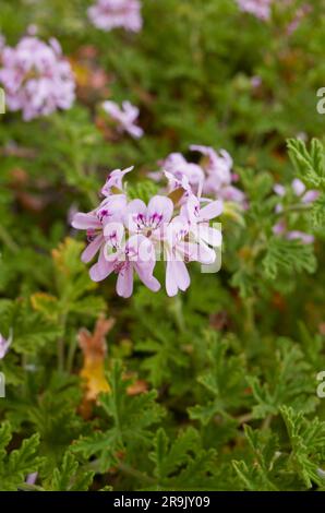 Pélargonium graveolens fleurs violettes Banque D'Images