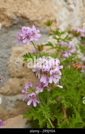 Pélargonium graveolens fleurs violettes Banque D'Images