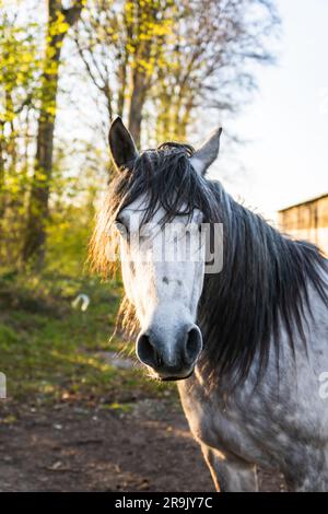 Face d'un cheval gris. Portrait de belle jument grise. Une photo d'un seul cheval. Portrait de cheval gris en gros plan Banque D'Images