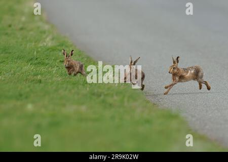 Le lièvre brun-Lepus europaeus se pourchassent l'un l'autre sur une route à Norfolk, Angleterre, Royaume-Uni - Lepus europaeus. Banque D'Images