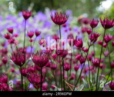 Fleurs de masterwort astrantia en forme d'étoile de couleur marron au premier plan, avec géraniums bleu violet derrière. Astrantia est un pérenne à faible entretien. Banque D'Images
