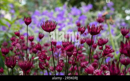 Fleurs de masterwort astrantia en forme d'étoile de couleur marron au premier plan, avec géraniums bleu violet derrière. Astrantia est un pérenne à faible entretien. Banque D'Images