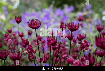 Fleurs de masterwort astrantia en forme d'étoile de couleur marron au premier plan, avec géraniums bleu violet derrière. Astrantia est un pérenne à faible entretien. Banque D'Images
