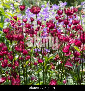 Fleurs de masterwort astrantia en forme d'étoile de couleur marron au premier plan, avec géraniums bleu violet derrière. Astrantia est un pérenne à faible entretien. Banque D'Images