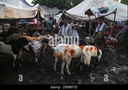 New Delhi, Delhi, Inde. 27th juin 2023. Les commerçants s'assoient près de leurs chèvres alors qu'ils attendent des clients sur un marché du bétail avant le festival musulman d'Eid al-Adha dans les vieux quartiers de New Delhi, en Inde sur 27 juin 2023. (Credit image: © Kabir Jhangiani/ZUMA Press Wire) USAGE ÉDITORIAL SEULEMENT! Non destiné À un usage commercial ! Banque D'Images