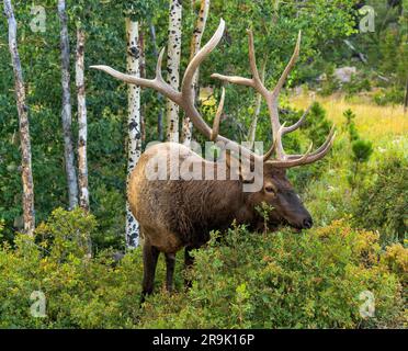 Big Bull Elk - Un fort élan de taureau mûr paître sur des arbustes luxuriants dans un bosquet dense de peuplier faux-tremble en soirée d'été. Parc national de Rocky Mountain, Colorado, États-Unis Banque D'Images