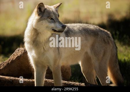 Gros plan sur Wolf. Fossil butte Pack. Grizzly and Wolf Discovery Centre, Montana Banque D'Images