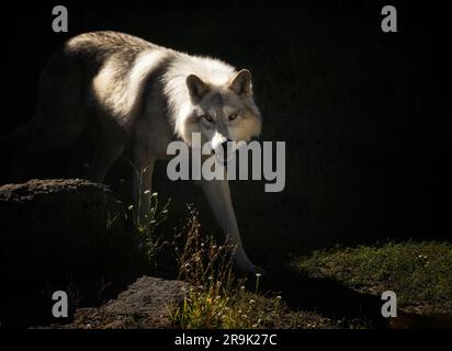 Gros plan sur Wolf. Fossil Butte Pack. Grizzly and Wolf Discovery Centre, Montana Banque D'Images