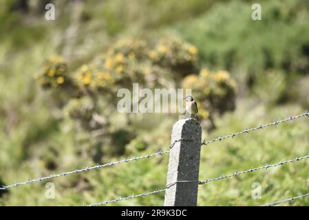 Femelle de Stonechat eurasien (Saxicola torquata) perchée au soleil dans le profil gauche sur le dessus d'un poteau de clôture de pierre sur l'île de Man, Royaume-Uni en juin Banque D'Images