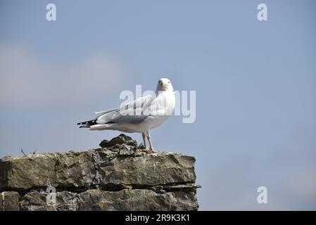 Goéland argenté européen (Larus argentatus) perché au sommet de Lichen Covered Coastal Rock, à gauche de l'image, regardant dans la caméra, pris au Royaume-Uni en juin Banque D'Images