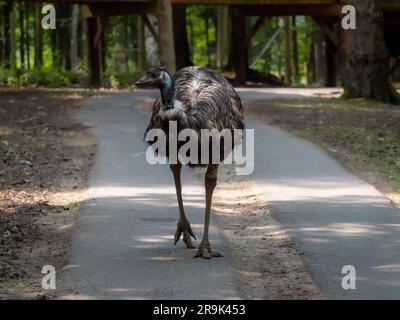 Autruche emu - Dromaius, un grand oiseau sans vol qui se promènait dans le parc, vient d'Australie Banque D'Images