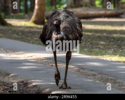 Autruche emu - Dromaius, un grand oiseau sans vol qui se promènait dans le parc, vient d'Australie Banque D'Images