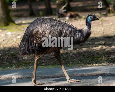 Autruche emu - Dromaius, un grand oiseau sans vol qui se promènait dans le parc, vient d'Australie Banque D'Images