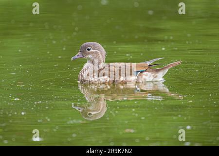 Vue latérale d'un jeune canard mandarin commençant à montrer ses couleurs Banque D'Images