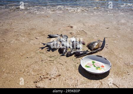 Le soleil brille à poissons de mer fraîchement pêchés sur la plage - plaque près Banque D'Images