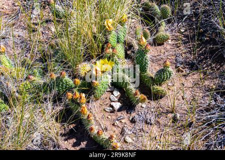 Floraison du cactus de Pear de Prickly dans les dunes de sable de Great Sand dans la lumière du matin contre les montagnes Sangre de Cristo Banque D'Images