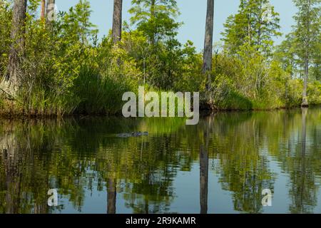 Paysage marécageux et alligator nageant dans la réserve naturelle nationale d'Okefenokee en Géorgie Banque D'Images