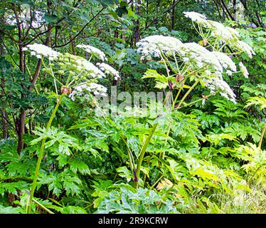 Glasgow, Écosse, Royaume-Uni 27 juin, 2023.Hotweed Triffid jungle sur les rives de la rivière kelvin près du point d'accès touristique Musée Riverside un musée de transport conçu par Zaha Hadid comme la barrière de protection est abattu et la forêt dangereuse est accessible à côté de la piste cyclable à côté de la voiture occupé clydeside express voie avec certains les spécimens de près de 5m en hauteur et maintenant l'ensemencement ils seront répartis par les voitures sur l'autoroute à proximité . Crédit Gerard Ferry/Alay Live News Banque D'Images