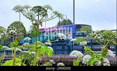 Glasgow, Écosse, Royaume-Uni 27 juin, 2023.Hotweed Triffid jungle sur les rives de la rivière kelvin près du point d'accès touristique Musée Riverside un musée de transport conçu par Zaha Hadid comme la barrière de protection est abattu et la forêt dangereuse est accessible à côté de la piste cyclable à côté de la voiture occupé clydeside express voie avec certains les spécimens de près de 5m en hauteur et maintenant l'ensemencement ils seront répartis par les voitures sur l'autoroute à proximité . Crédit Gerard Ferry/Alay Live News Banque D'Images