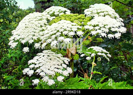 Glasgow, Écosse, Royaume-Uni 27 juin, 2023.Hotweed Triffid jungle sur les rives de la rivière kelvin près du point d'accès touristique Musée Riverside un musée de transport conçu par Zaha Hadid comme la barrière de protection est abattu et la forêt dangereuse est accessible à côté de la piste cyclable à côté de la voiture occupé clydeside express voie avec certains les spécimens de près de 5m en hauteur et maintenant l'ensemencement ils seront répartis par les voitures sur l'autoroute à proximité . Crédit Gerard Ferry/Alay Live News Banque D'Images