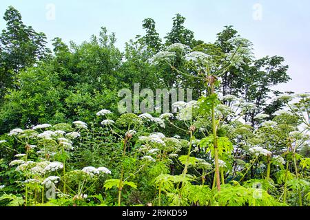 Glasgow, Écosse, Royaume-Uni 27 juin, 2023.Hotweed Triffid jungle sur les rives de la rivière kelvin près du point d'accès touristique Musée Riverside un musée de transport conçu par Zaha Hadid comme la barrière de protection est abattu et la forêt dangereuse est accessible à côté de la piste cyclable à côté de la voiture occupé clydeside express voie avec certains les spécimens de près de 5m en hauteur et maintenant l'ensemencement ils seront répartis par les voitures sur l'autoroute à proximité . Crédit Gerard Ferry/Alay Live News Banque D'Images