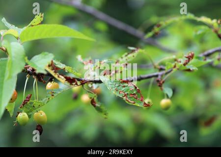 Symptômes de la maladie du trou de la grenaille dans les fruits de pierre (Prunus spp.) cerises. Cause par le champignon pathogène de plante Stigmina carpophila (syn. Wilsononyces carpophi Banque D'Images