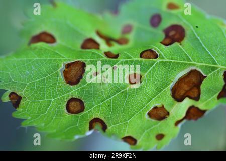 Symptômes de la maladie du trou de la grenaille dans les fruits de pierre (Prunus spp.) cerises. Cause par le champignon pathogène de plante Stigmina carpophila (syn. Wilsononyces carpophi Banque D'Images