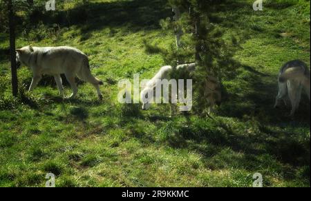 Gros plan sur les loups. Fossil Butte Pack. Grizzly and Wolf Discovery Centre, Montana Banque D'Images